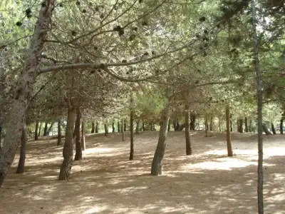 Zinovia - 117