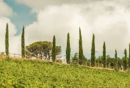 Dievole Wine Resort - 27
