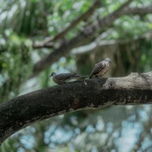 Muaan Resort - 25