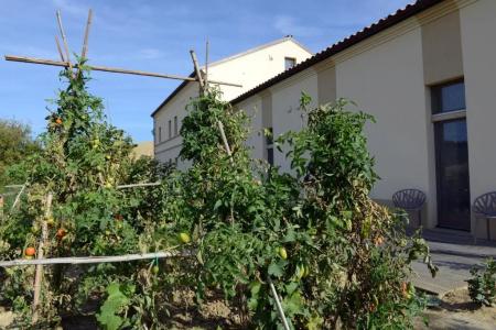 Il Gallo Senone - 33