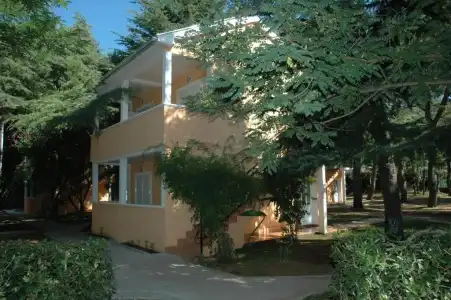 Kamelija - 41