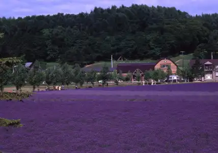 Furano Natulux - 22