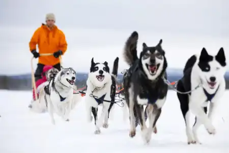 Star Arctic & Activities - 18