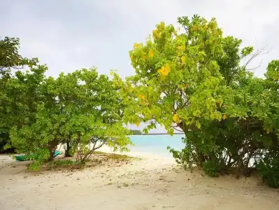Bibee Maldives - 28