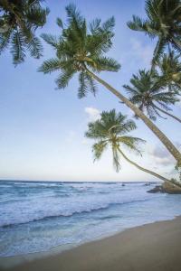 The Frangipani Tree by Edwards Collection - 19