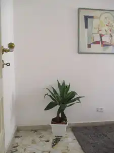Maison Ortigia - 16