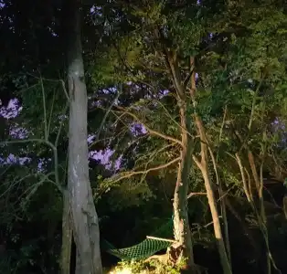 Green House - 15