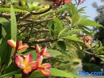 Try Palace Resort & Spa - 52