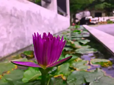 B.M.P Resort - 15