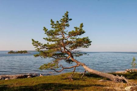 Wilderness Inari & Igloos - 10