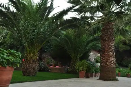 Palm Court Suites - 43