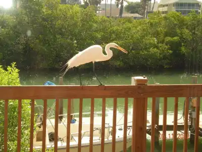 Casey Key Retreat - 155