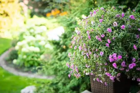 Garden Camping - 29