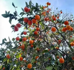 Kiris Garden - 9