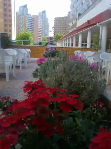 Caballo de Oro - 12