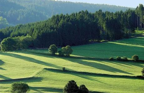 Behringer's Traube - 15