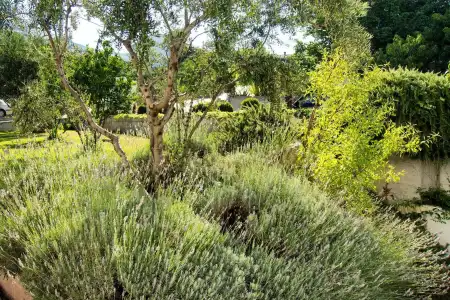 Villa Lavanda - 43