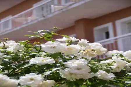 Sirene Beach - All Inclusive - 1
