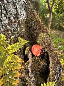 Hong Mon Villa - 118