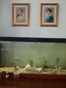 Krabi River - 15