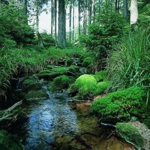 Restaurant Schwarzwaldhof - 17