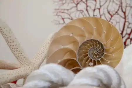 Nautilus - 85