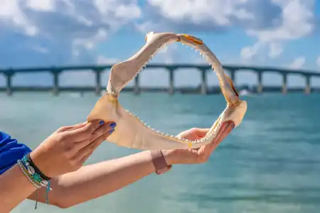 Dolphin Sands Clearwater Beach, an Ascend Collection - 48