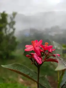 Khao Kho Tree Top - 24