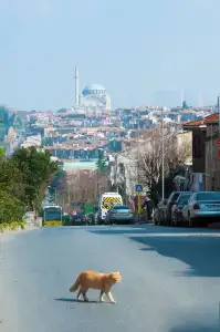 Efes - 42