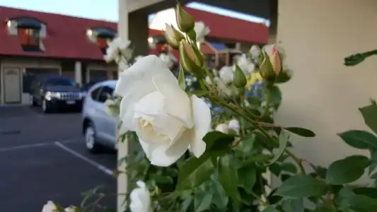 Rose City Motel - 10