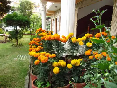 Lotus Inn - 15