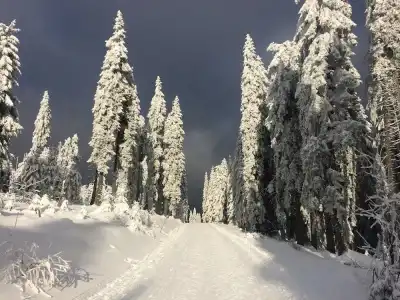 Bohemia - 15