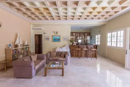 Olive Tree - 10
