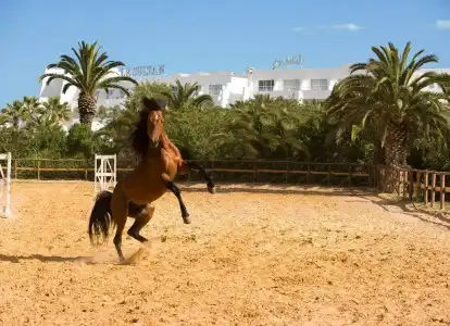 Le Sultan - 29
