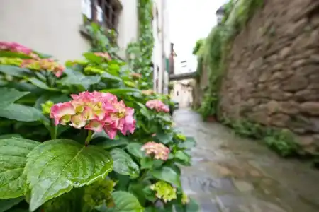 San Michele al Borgo - 11