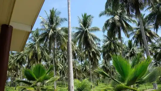 Khao Lak Golden Coconut Resort - 17
