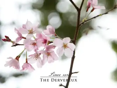 The Devereux Boutique - 7