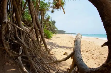Turtle Paradise - 12