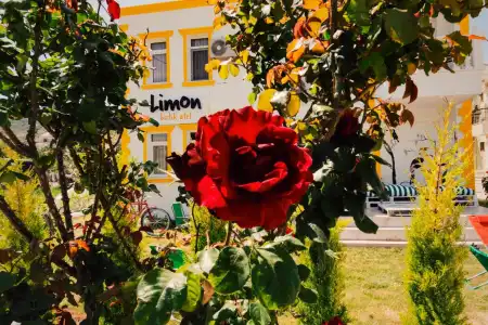 Limon Pansiyon - 11