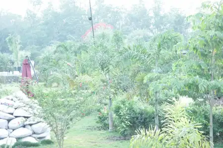 Jungle Crown - 13