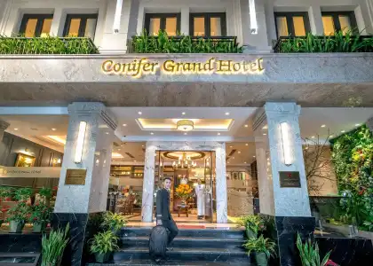Conifer Grand - 0
