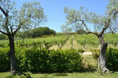 Tenuta Pizzogallo - 25