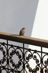 Riad Dar Massai - 28