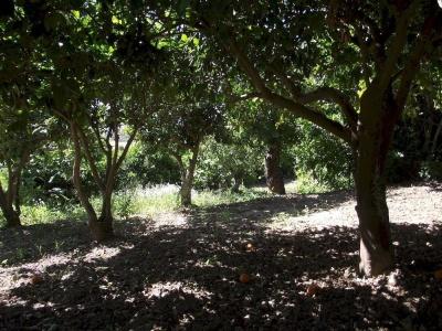 Casale delle Rose - 21
