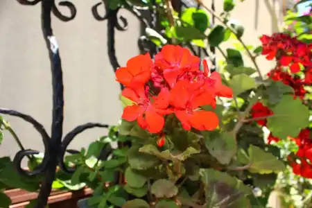 Su Otel Bozcaada - 28