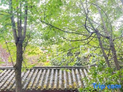 Conifer Lishui Sunlight - 12