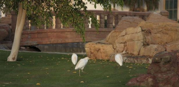 Palm Royale Resort - Soma Bay - 40