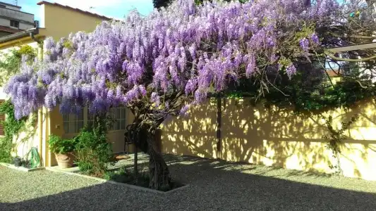 Villino Fiorentino - 62