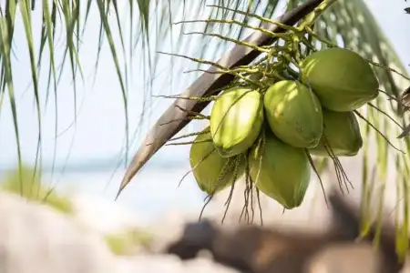Crystal Bay Beach Resort - 206