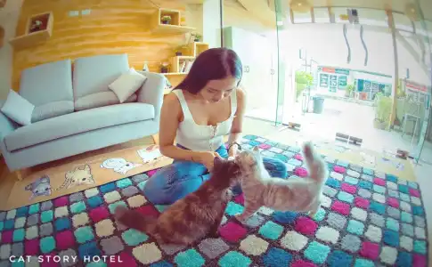 Cat Story - 11